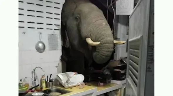 سرک کشیدن یک فیل به خانه زن تایلندی + عکس 