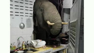 سرک کشیدن یک فیل به خانه زن تایلندی + عکس 