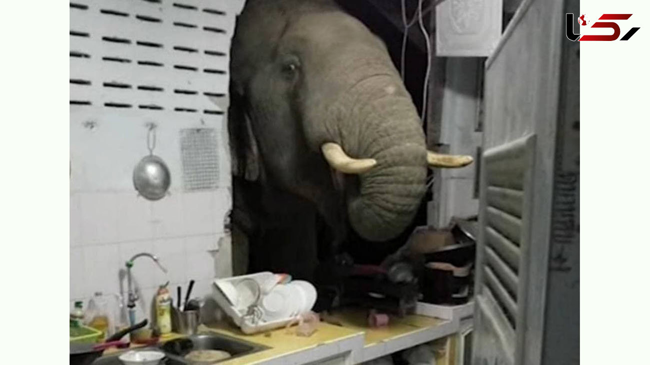 سرک کشیدن یک فیل به خانه زن تایلندی + عکس 