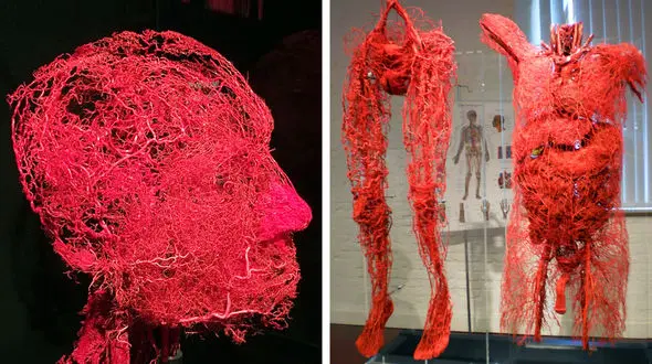 ۱۰ حقیقت عجیب و جالب درباره بدن انسان که شگفت‌زده‌تان می‌کند!
