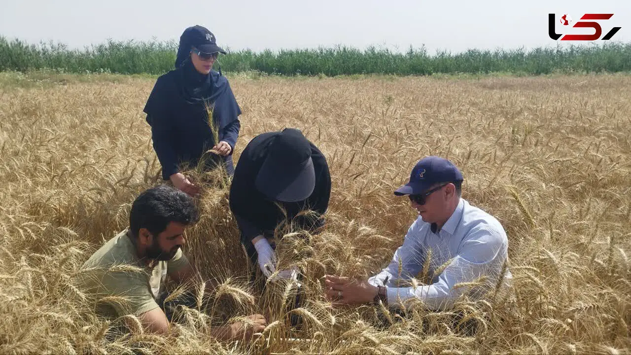 روز جهانی کشاورز؛ روزی برای پاسداشت قهرمانان بی‌ ادعای تولید غذا