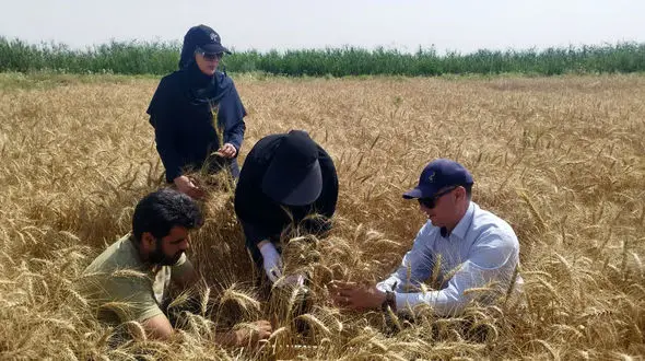 روز جهانی کشاورز؛ روزی برای پاسداشت قهرمانان بی‌ ادعای تولید غذا