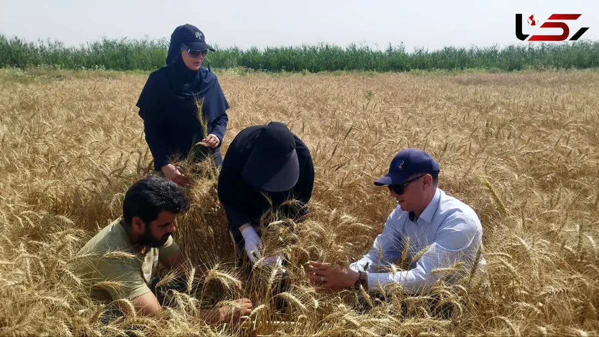 روز جهانی کشاورز؛ روزی برای پاسداشت قهرمانان بی‌ ادعای تولید غذا