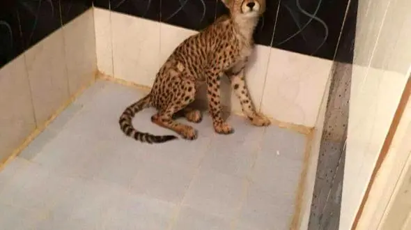 قاچاق یوزپلنگ ایرانی در تهران + عکس تلخ