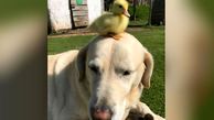 این سگ جای خالی مادر را برای اردک پر کرد+ فیلم