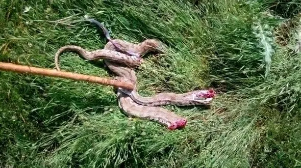 مار افعی چهار متری برنده نبرد با دو سگ