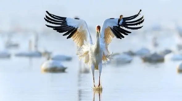 ماجرای عاشقانه "امید" و "آرزو" / تنها درنای سیبری وارد مازندران شد + عکس