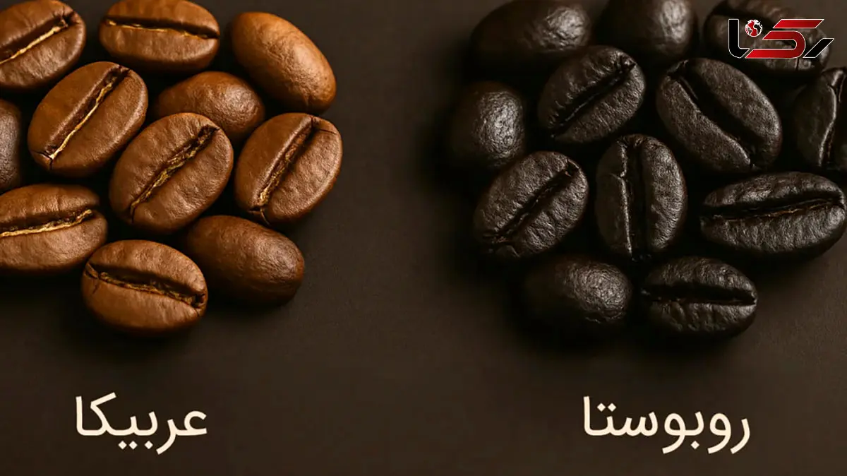 نکات کلیدی در تفاوت قهوه عربیکا و روبوستا / جدول جامع و مفید
