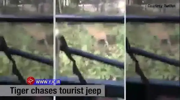 لحظه دلهره‌آور حمله ببر به گردشگران+ فیلم