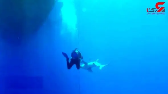 فیلم وحشتناک از حمله مرگبار کوسه به یک غواص