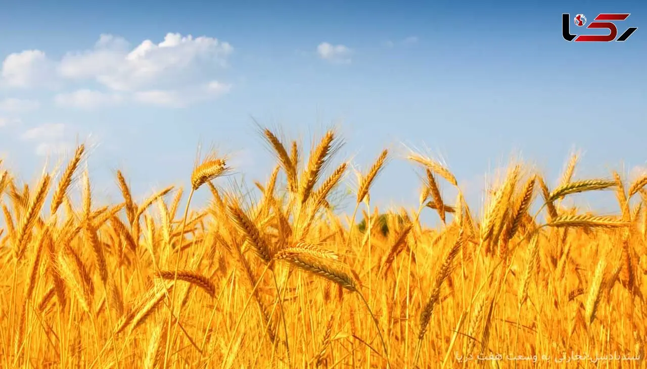 جلسه بررسی مجدد قیمت گندم برگزار نشد
