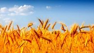 پیش بینی تولید 656هزار 316 تن محصول گندم در سطح استان همدان