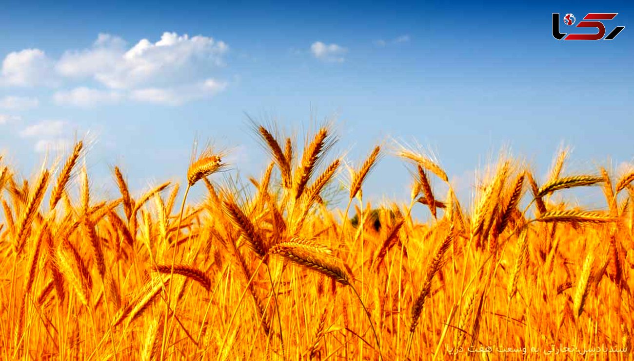 پیش بینی تولید 656هزار 316 تن محصول گندم در سطح استان همدان