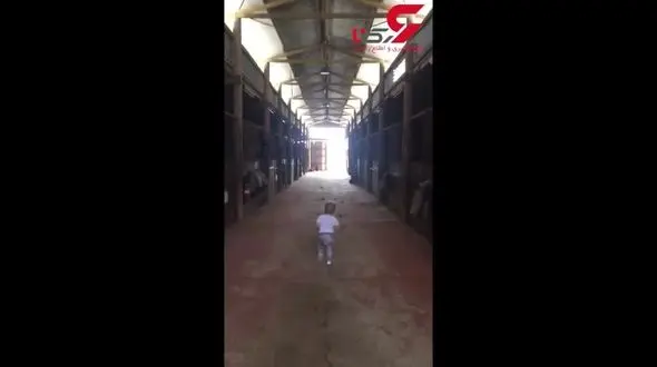 فیلم جالب از رفتار زیبای این دختر کوچولو با اسب ها