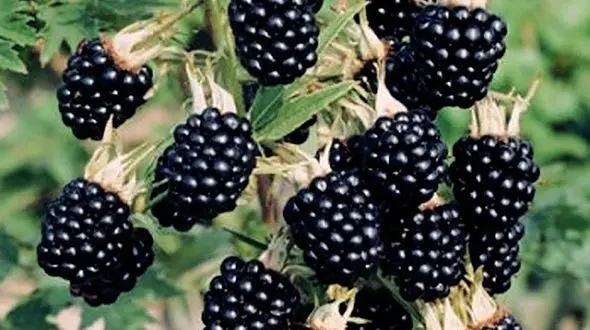 خاصیت ضد اسهالی شاه توت / مصرف زیاد شاه توت برای ریه مناسب نیست