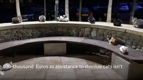 حادثه‌ ای که جزیره عاشقان گربه را متحول کرد + فیلم و عکس