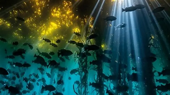 شکارچیان پنهان در اعماق اقیانوس / از شاه گیش بزرگ تا مارماهی روبانی