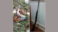 شکارچیان غیرمجاز در اردستان شکار قانون شدند