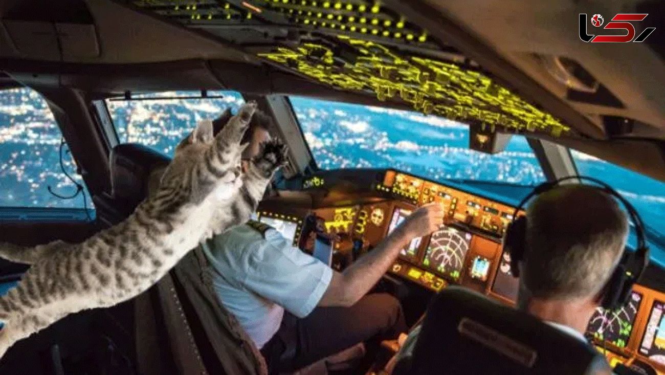 Passenger plane forced to make emergency landing after 'stowaway cat attacked pilot'