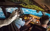 Passenger plane forced to make emergency landing after 'stowaway cat attacked pilot'