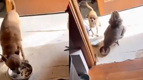 ببینید / درگیری بامزه بین مرغ و سگ برای غذا خوردن + فیلم 