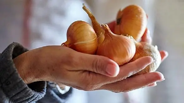 راز موهای پرپشت با آب پیاز