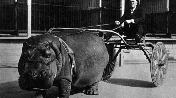 عجیب ترین وسیله نقلیه نادر در جهان+عکس