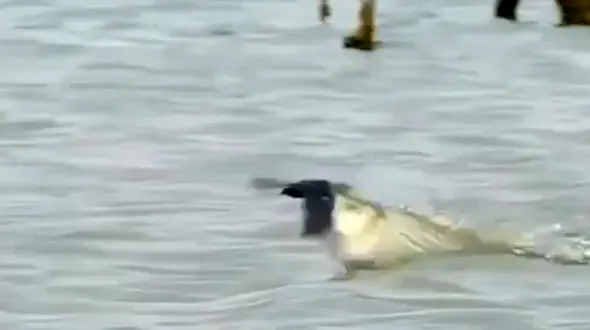 فیلم ماهی شکارچی پرنده نزدیک سطح آب را گرفت