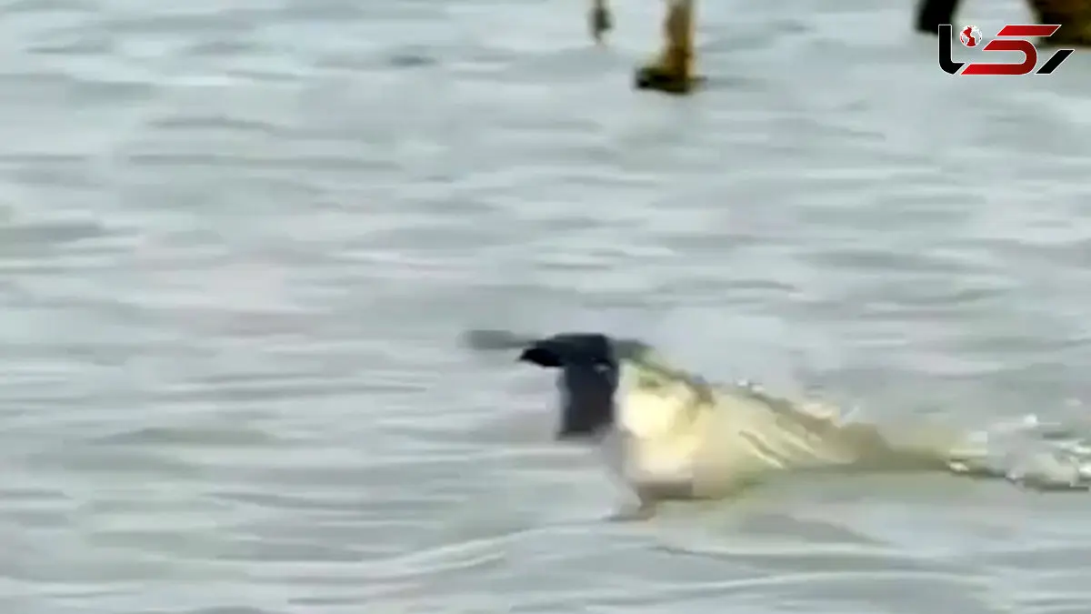 فیلم ماهی شکارچی پرنده نزدیک سطح آب را گرفت