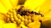 ساخت آنتی بیوتیک جدید با آنتی میکروب بدن مورچه