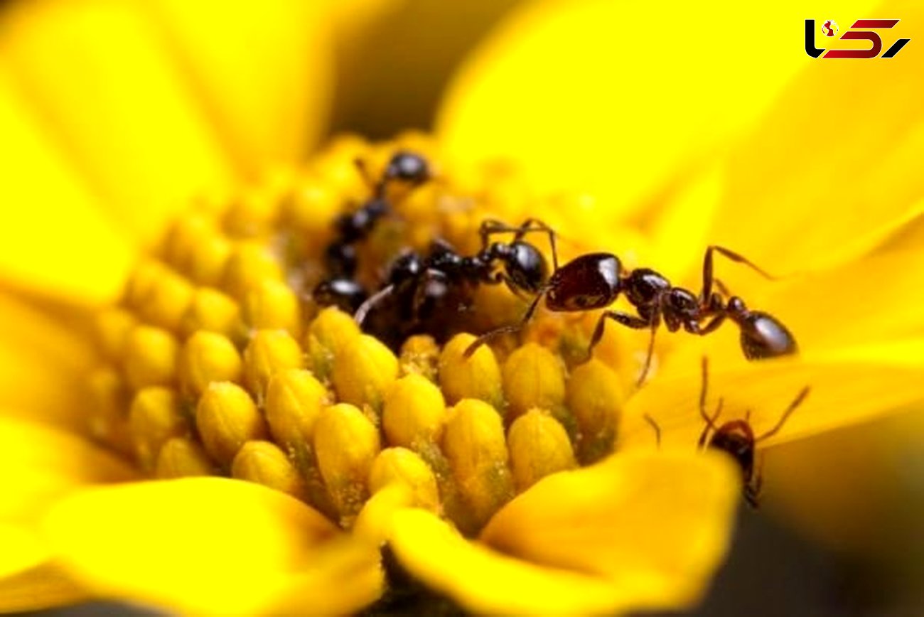 ساخت آنتی بیوتیک جدید با آنتی میکروب بدن مورچه