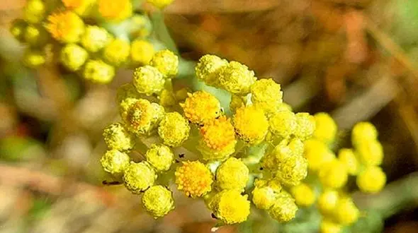 جوشانده تقویت کننده قلب/مقابله با کم خونی