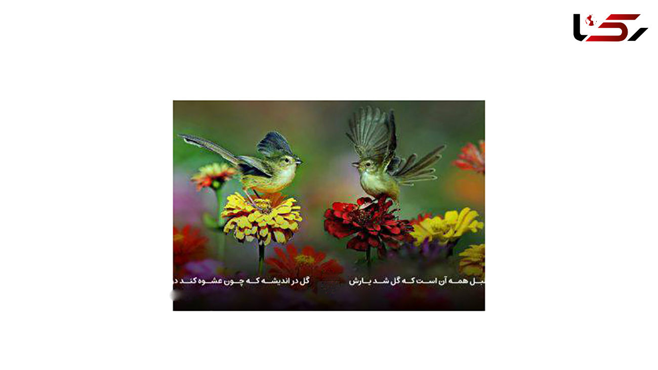 فال حافظ امروز / 13 مرداد با تفسیر دقیق + فیلم