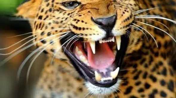 دو چهره از حیات وحش