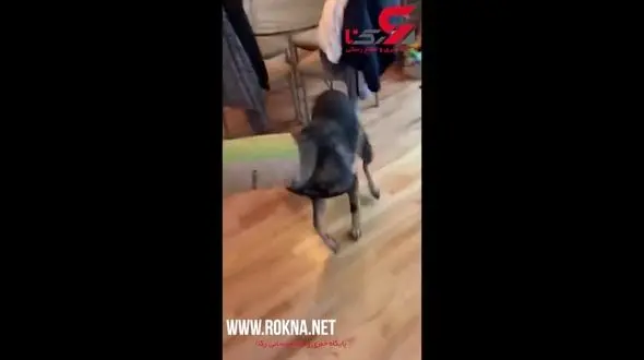 اقدام عجیب سگ شکمو به خاطر کلوچه + فیلم