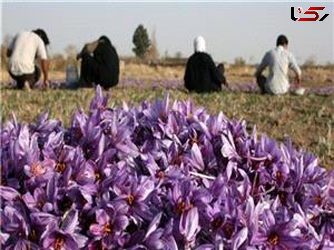 نخستین بانک زعفران در ایران راه اندازی شد
