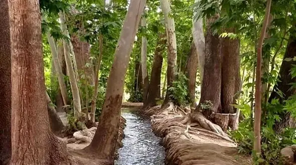 باغ جهانی پهلوان پور کجاست؟ / عکس های دیدنی از این باغ ایرانی