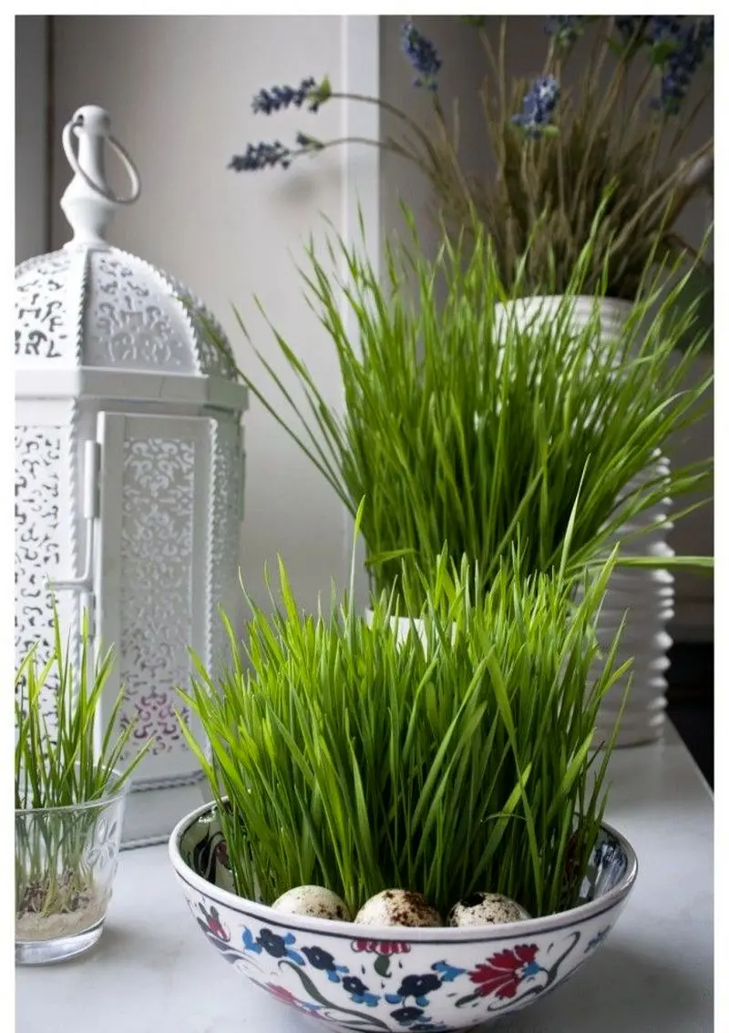 مدل سبزه عید ۱۴۰۵ | بهترین ایده های خلاقانه ساده و جذاب مدل سبزه عید ۱۴۰۵ مخصوص عروس هایی که میخوان سفره هفت سین شیکی داشته باشن!