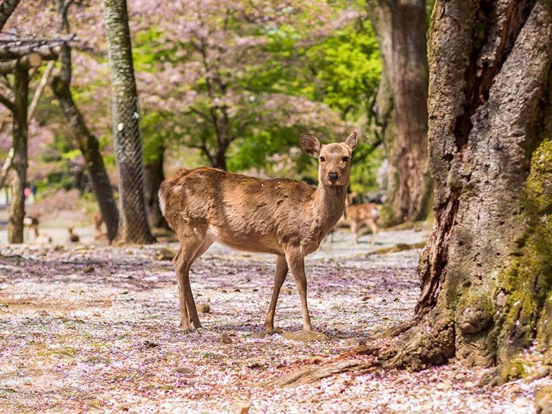 Japanese-Nara-Deer