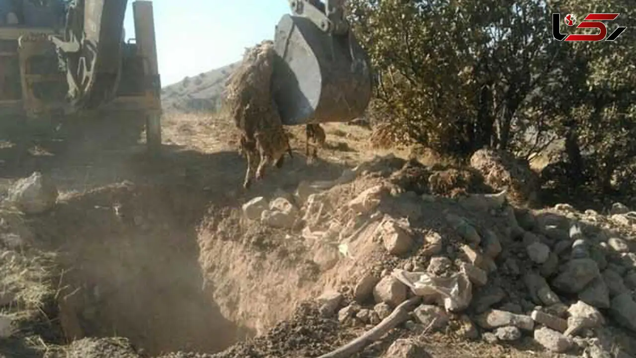دفن بهداشتی حدود۱۰ هزار و ۹۰۰ دام تلف شده در زلزله/پایش ۶۴۱ روستا