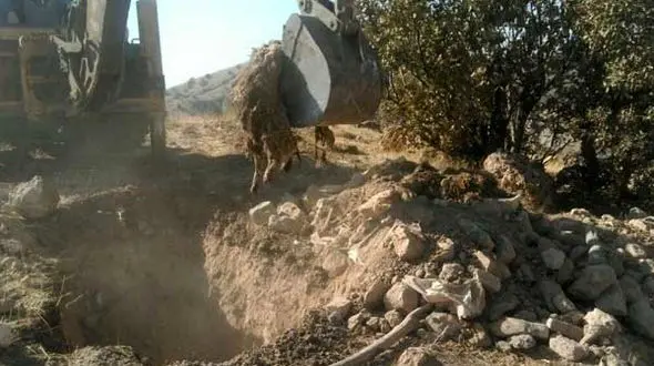 دفن بهداشتی حدود۱۰ هزار و ۹۰۰ دام تلف شده در زلزله/پایش ۶۴۱ روستا