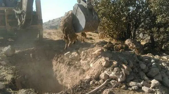 دفن بهداشتی حدود۱۰ هزار و ۹۰۰ دام تلف شده در زلزله/پایش ۶۴۱ روستا