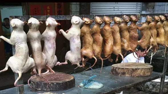 پایان فاجعه کشتار  سگ در چین/چینی ها گوشت سگ را می خوردند + عکس 