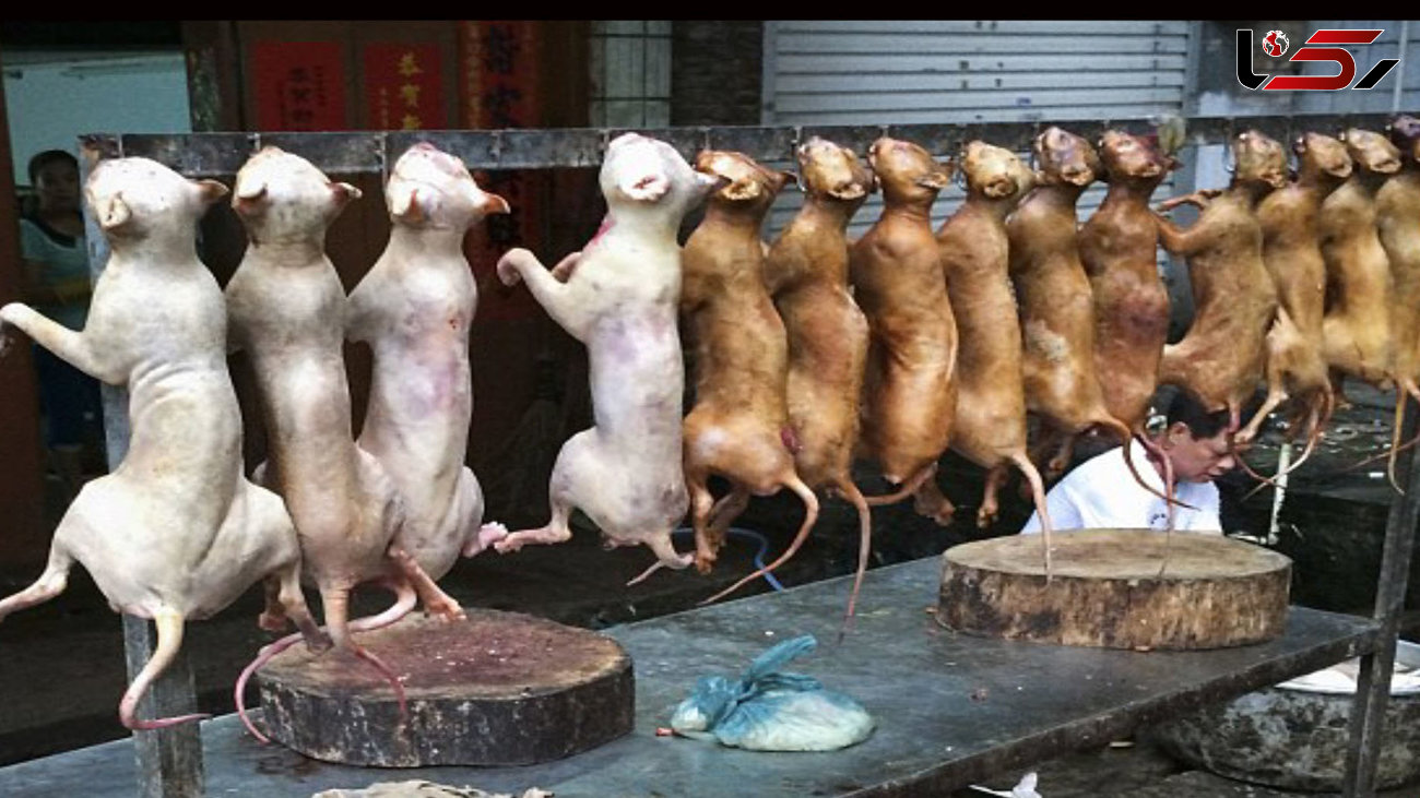 پایان فاجعه کشتار  سگ در چین/چینی ها گوشت سگ را می خوردند + عکس 