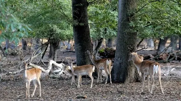 تصاویر زیبا از زنده گیری ۶ راس گوزن زرد ایرانی 