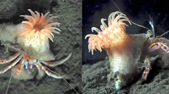 شقایق صورتی جادویی؛ هدیه طبیعت برای خرچنگ‌ های خوش‌ شانس!