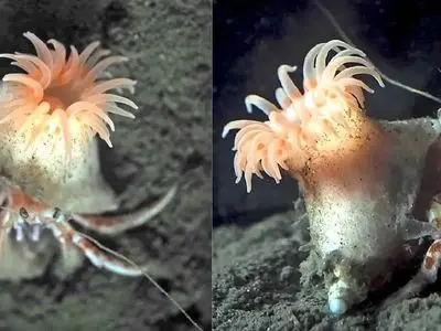 شقایق صورتی جادویی؛ هدیه طبیعت برای خرچنگ‌ های خوش‌ شانس!