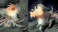 شقایق صورتی جادویی؛ هدیه طبیعت برای خرچنگ‌ های خوش‌ شانس!
