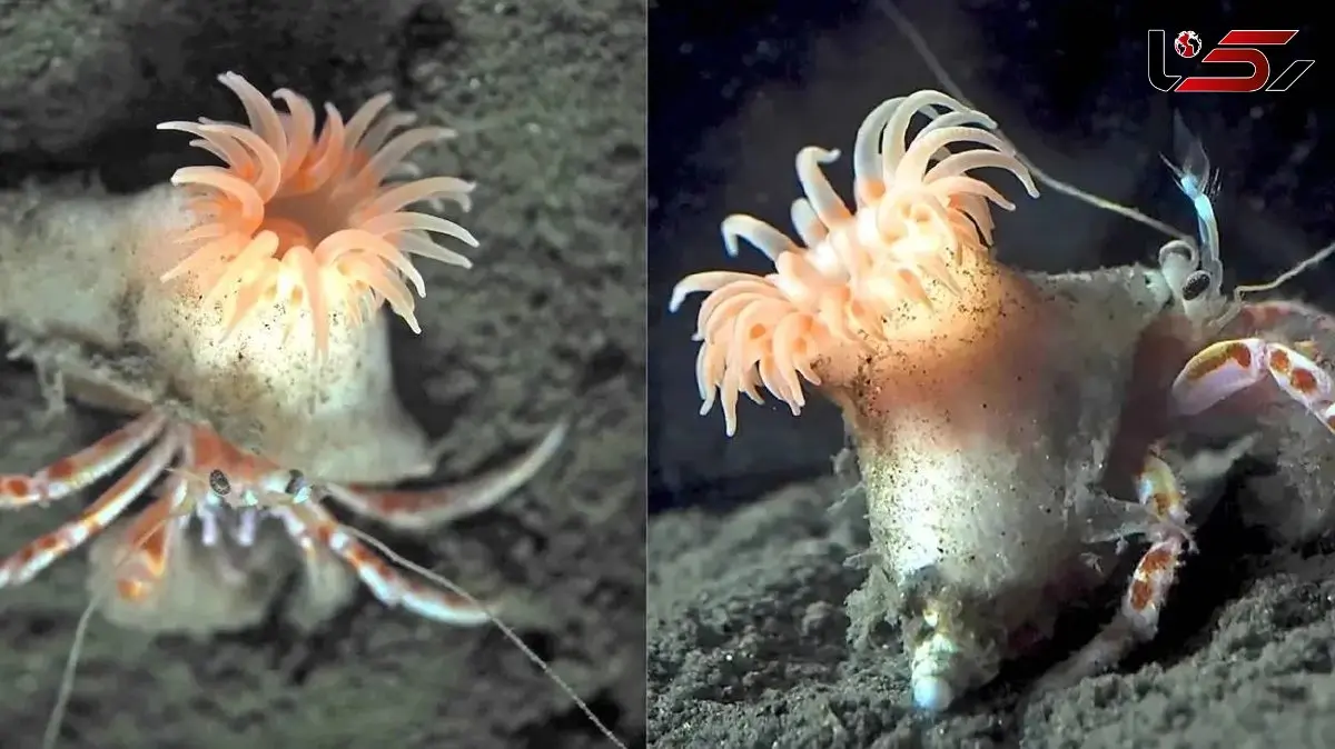 شقایق صورتی جادویی؛ هدیه طبیعت برای خرچنگ‌ های خوش‌ شانس!