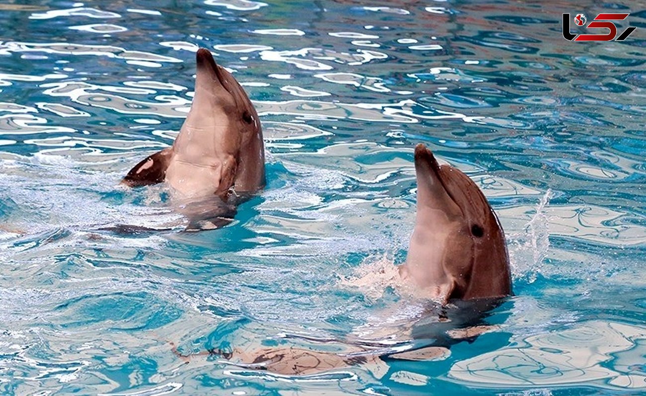 پرونده مرگ دلفین‌ها در تهران به کجا رسید؟